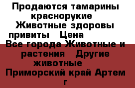 Продаются тамарины краснорукие . Животные здоровы привиты › Цена ­ 85 000 - Все города Животные и растения » Другие животные   . Приморский край,Артем г.